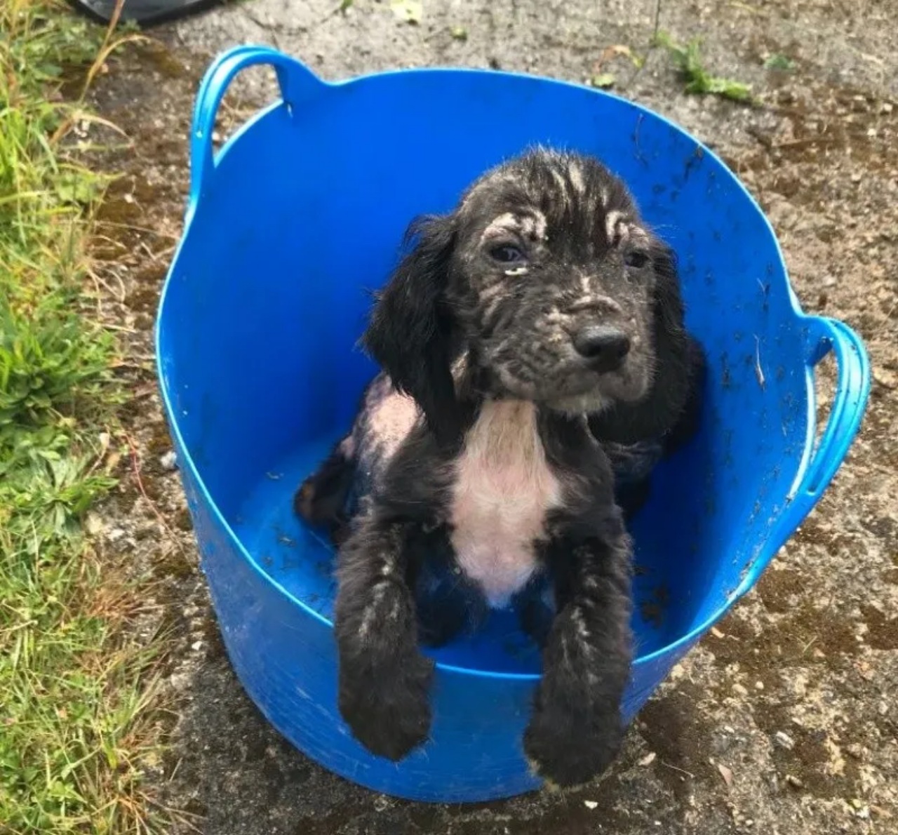 Cocker Spaniel Inglese diventa un cane poliziotto