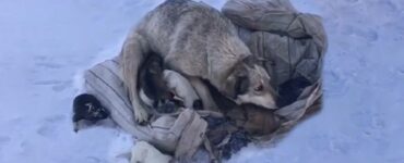 Cuccioli nati sulla neve: soccorritori li salvano