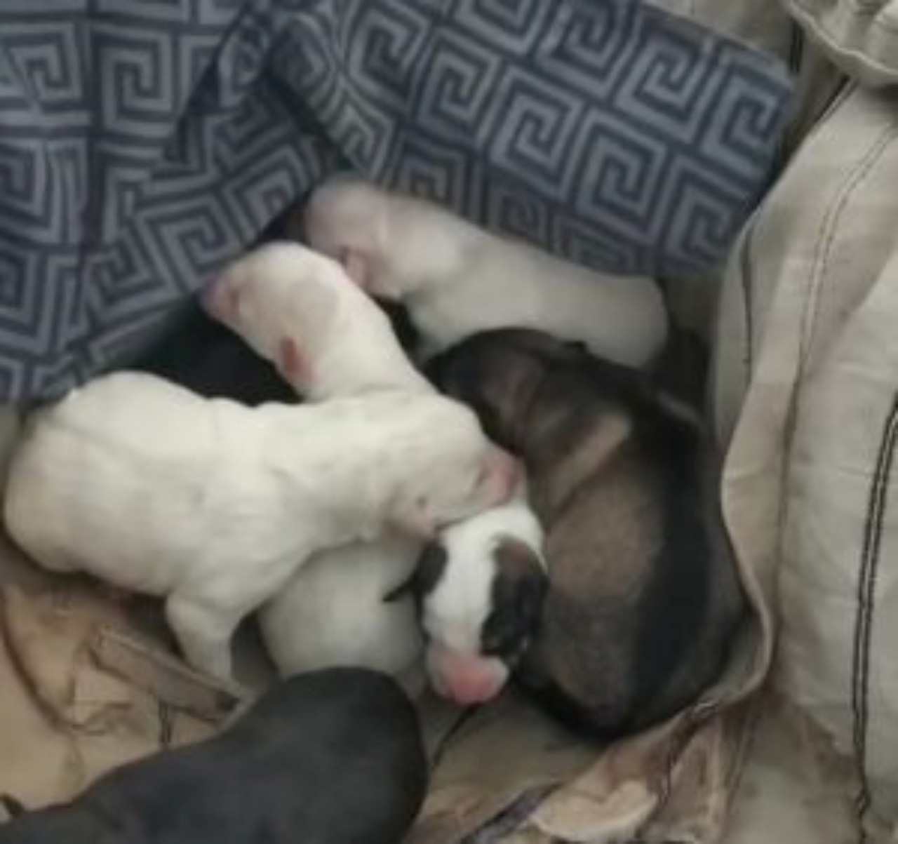 Cuccioli nati sulla neve: soccorritori li salvano