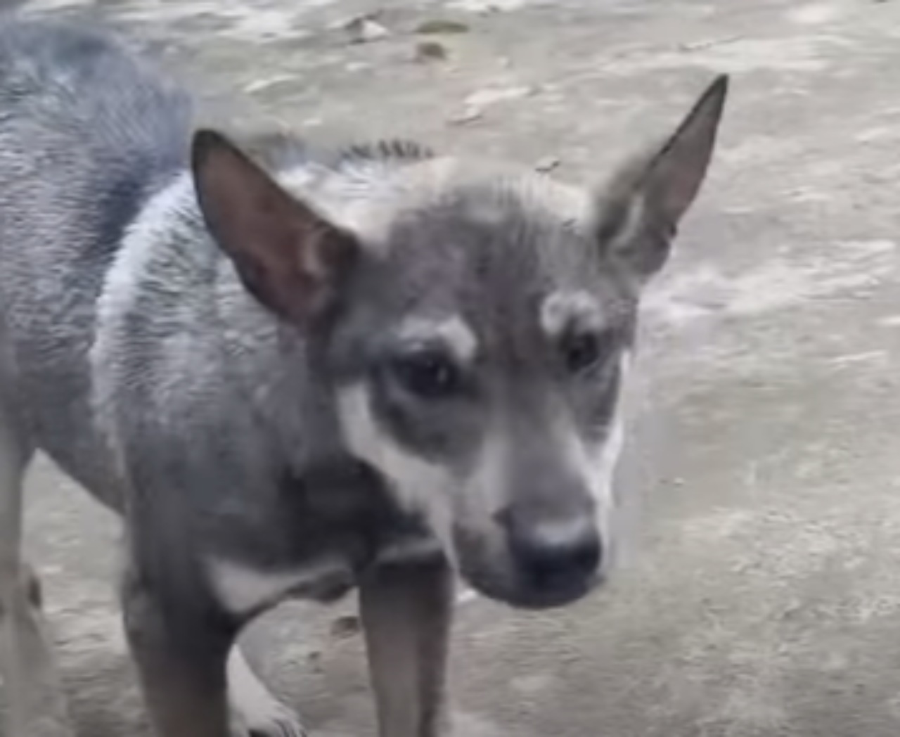 Cucciolo abbandonato legato ad una catena