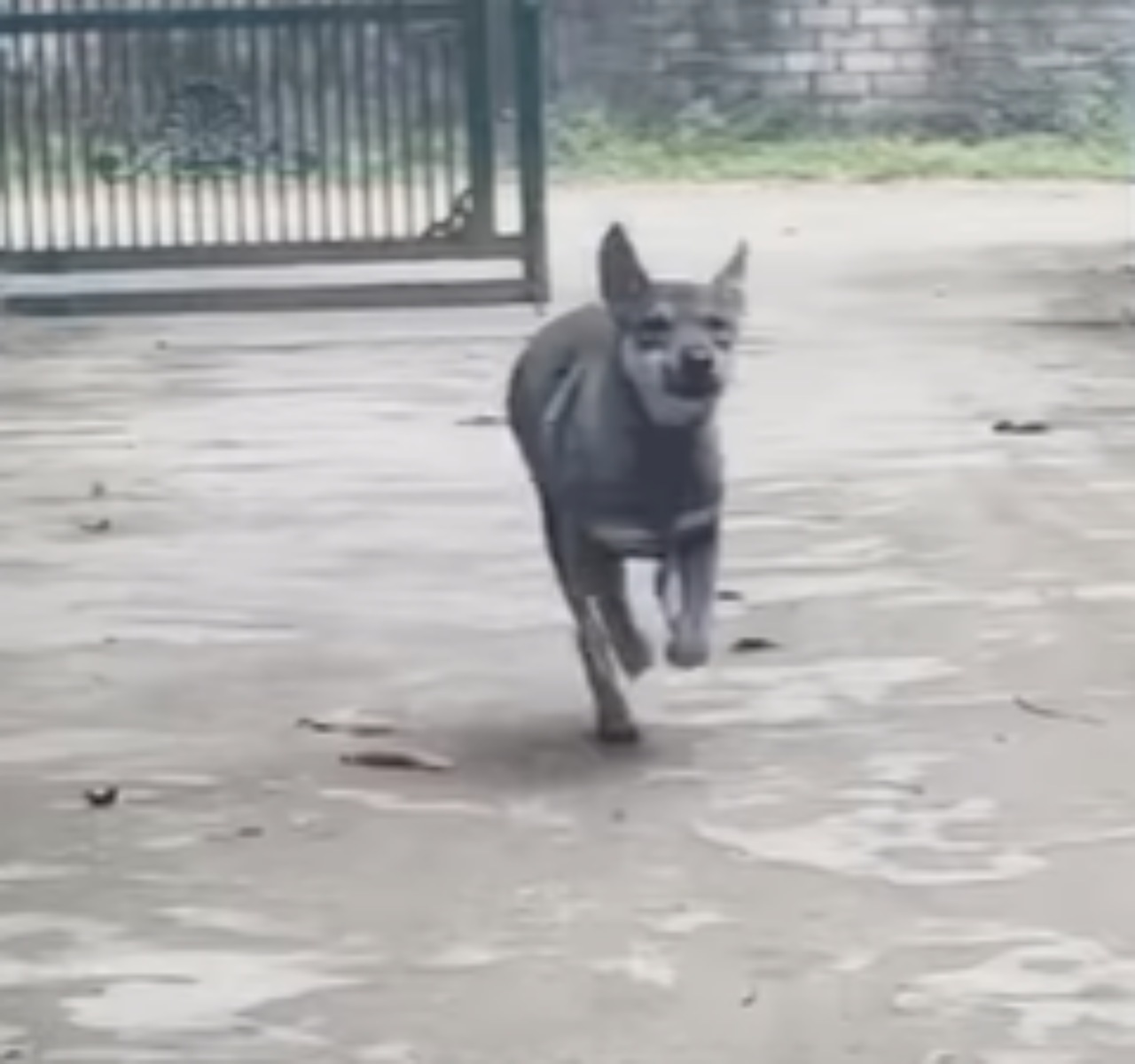 Cucciolo abbandonato legato ad una catena