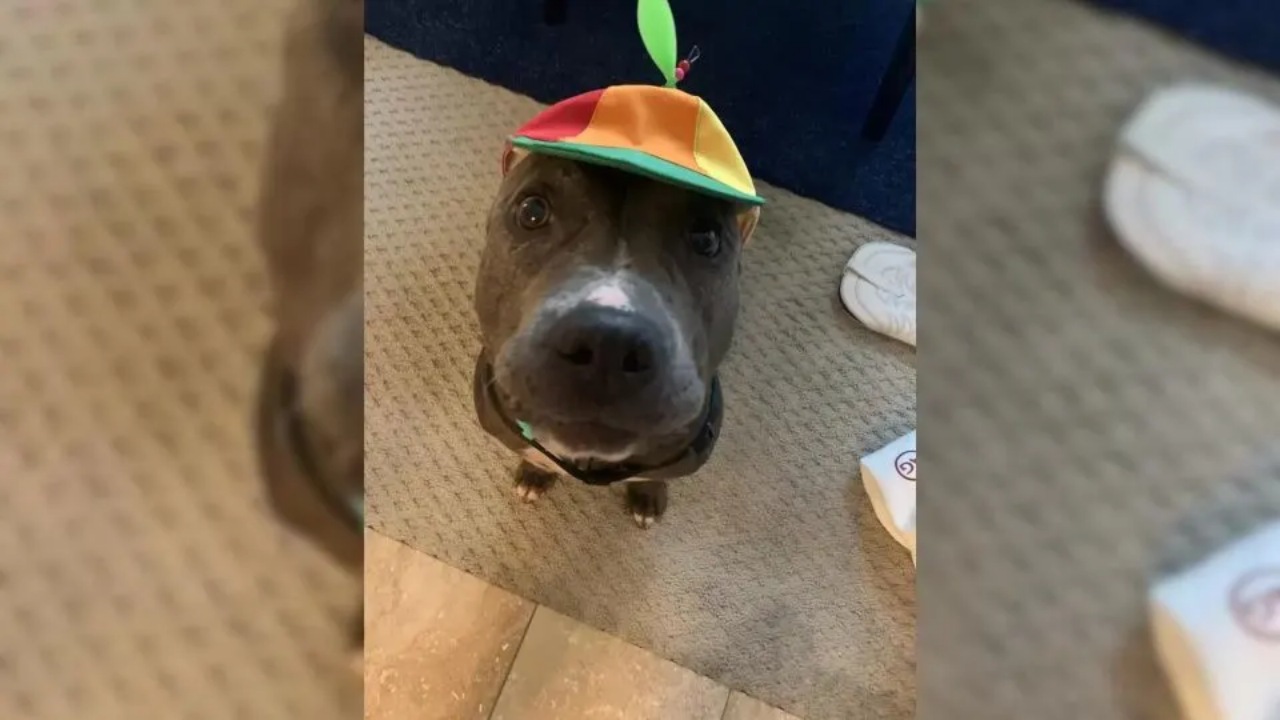 Pitbull con il cappello con l'elica fa cambiare idea ai cittadini