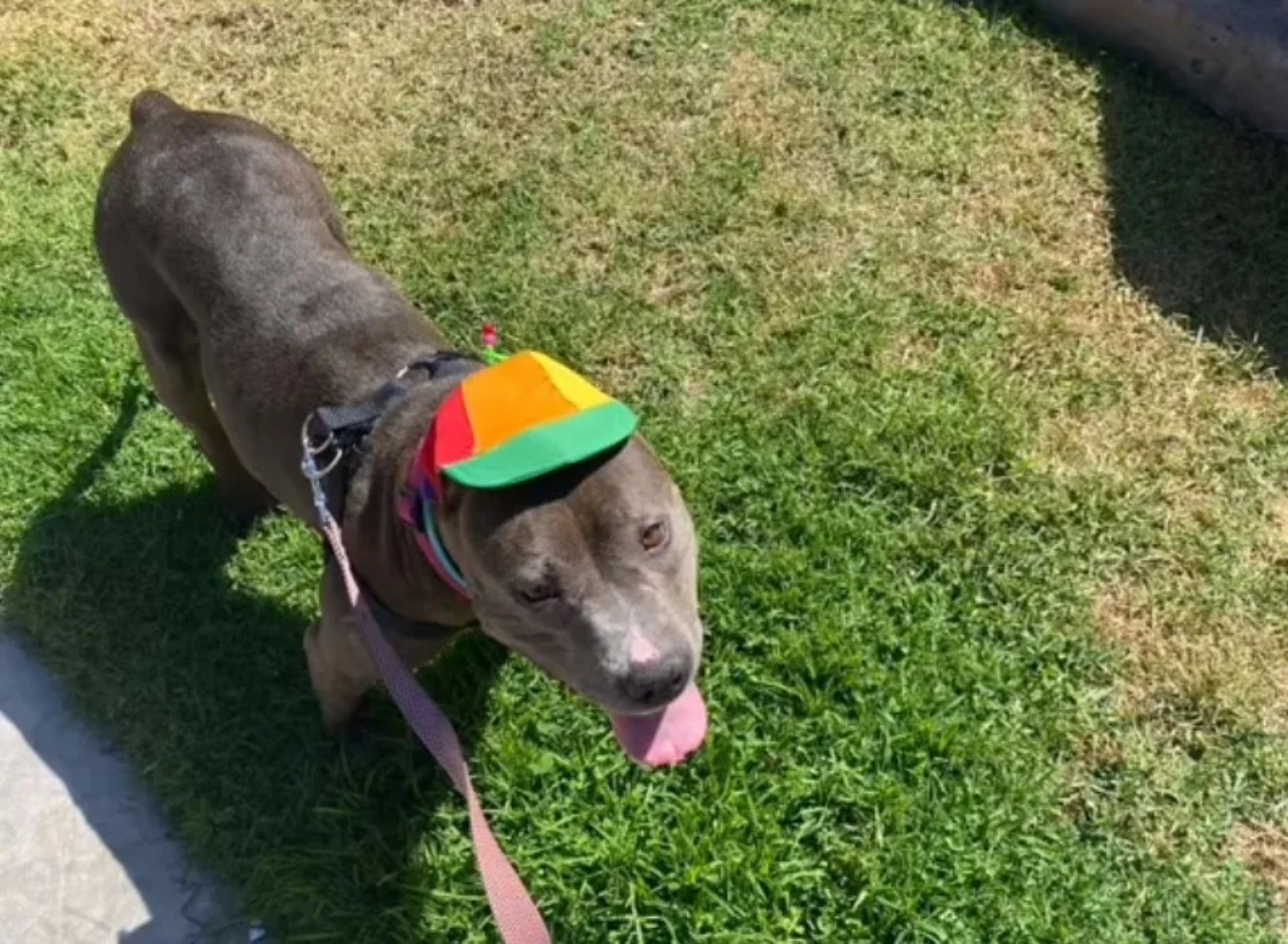 Pitbull con il cappello con l'elica fa cambiare idea ai cittadini