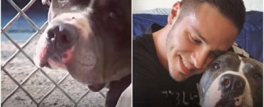 Pitbull in affido trova una famiglia