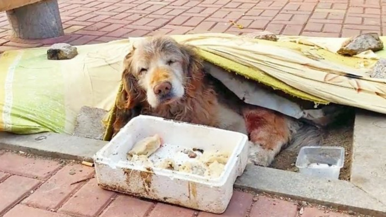 Volontari trovano un Golden Retriever molto malato