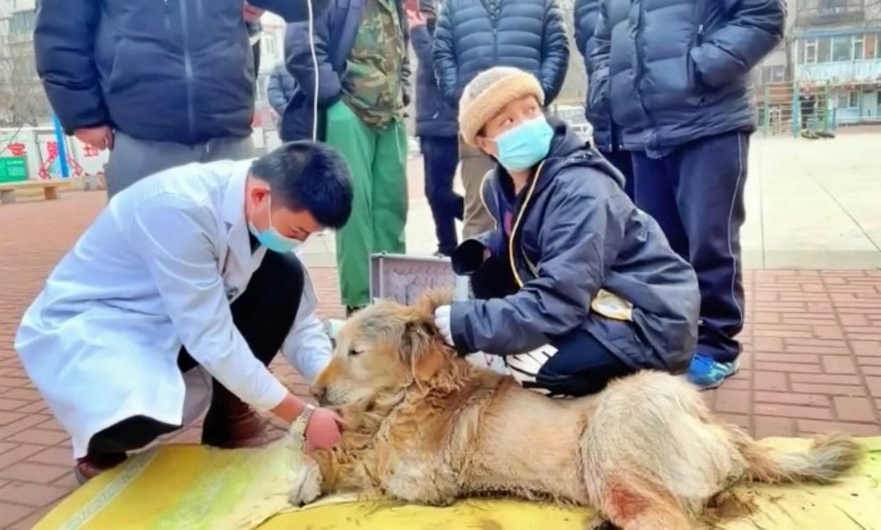 Volontari trovano un Golden Retriever molto malato