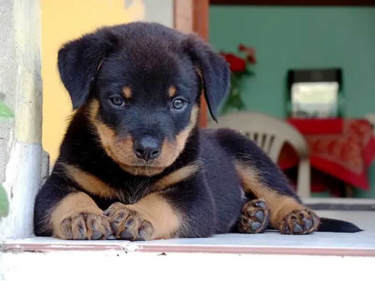 rottweiler emette cucciolo