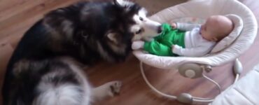 Alaskan Malamute s'innamora di un bambino