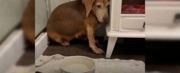 Beagle anziano trova una famiglia