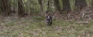 Cagnolina legata ad un albero nel cimitero