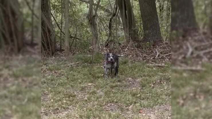 Cagnolina legata ad un albero nel cimitero