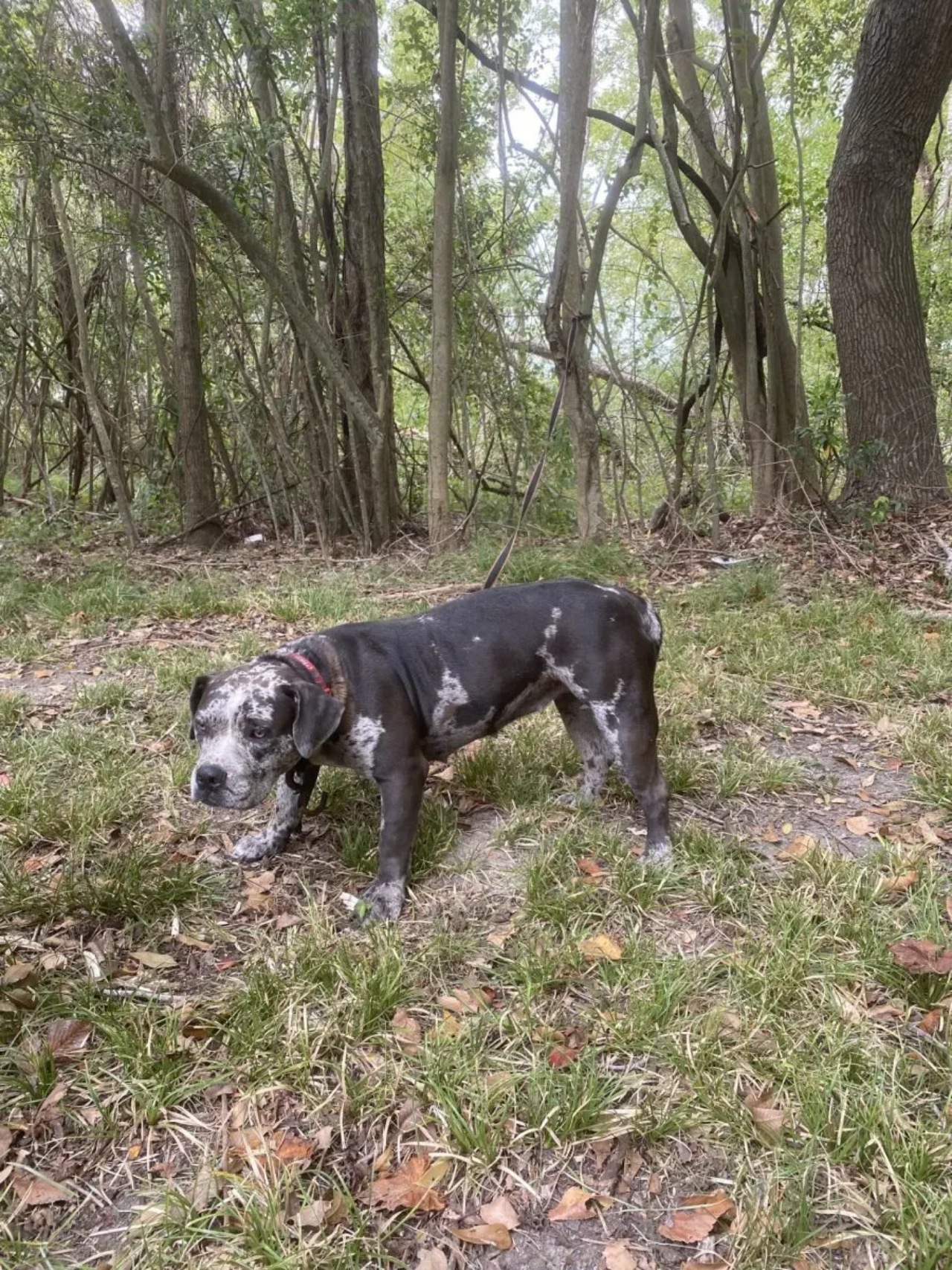 Cagnolina legata ad un albero nel cimitero