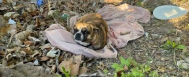 Cagnolina nel bosco abbandonata dai proprietari