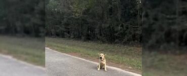 Cane chiede aiuto ad un rifugio