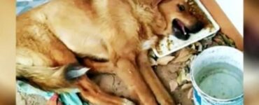 Cane abbandonato trova una famiglia amorevole