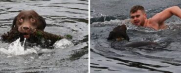 Cane cade nel mare ma un giovane lo salva