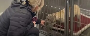 Cane con imperfezioni trova una padrona