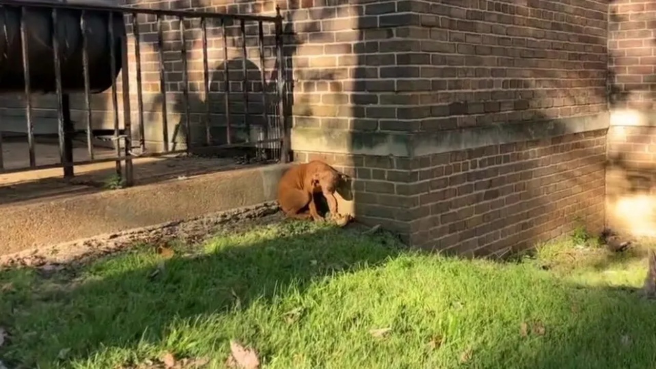 Cane randagio salvato da una volontaria