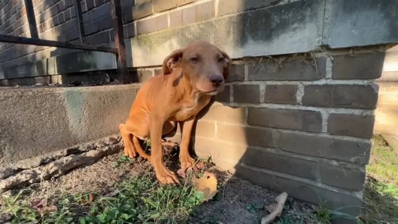 Cane randagio salvato da una volontaria