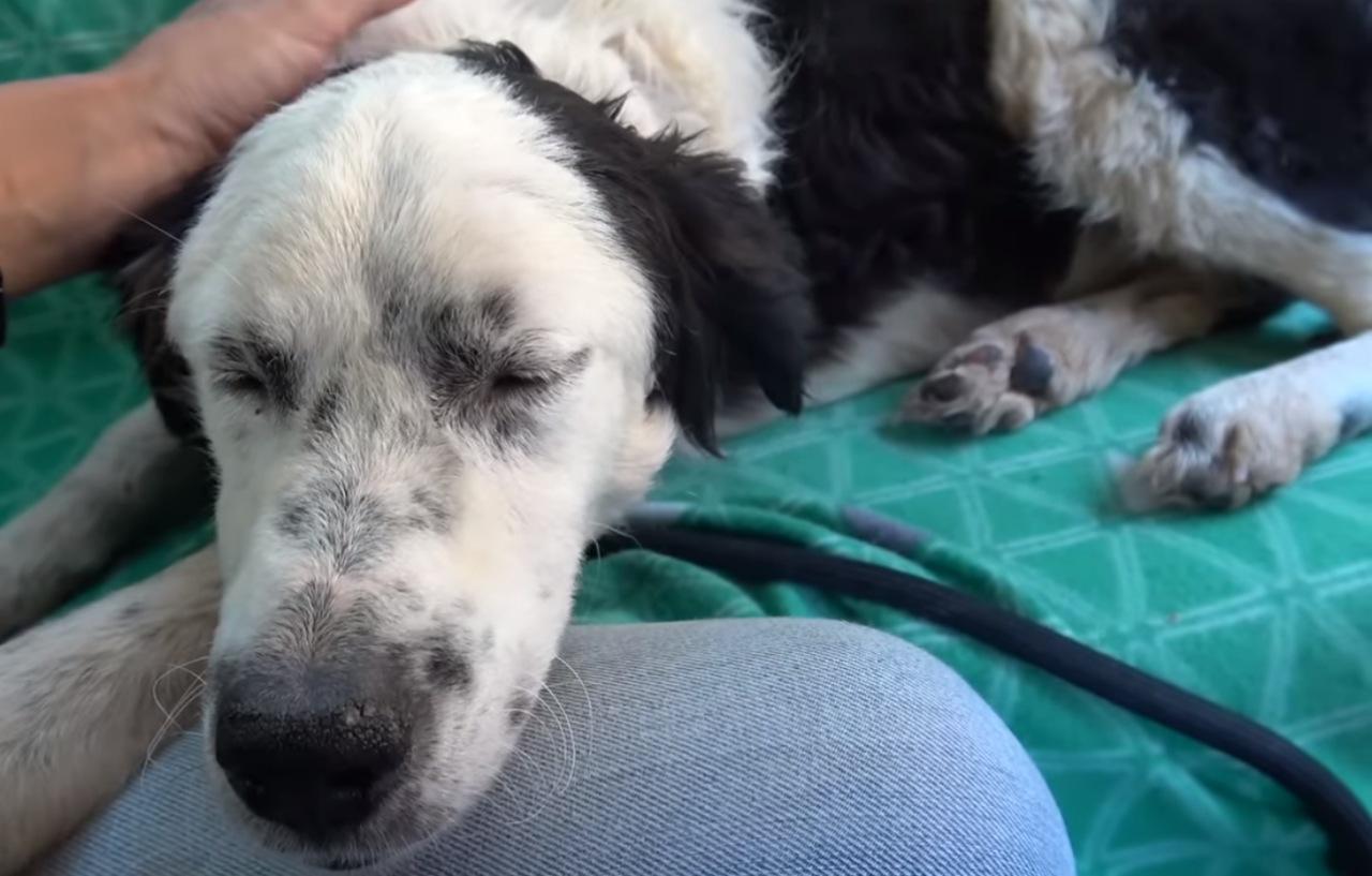 Cane si addormenta sulle ginocchia del salvatore