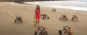 Cani disabili corrono in spiaggia