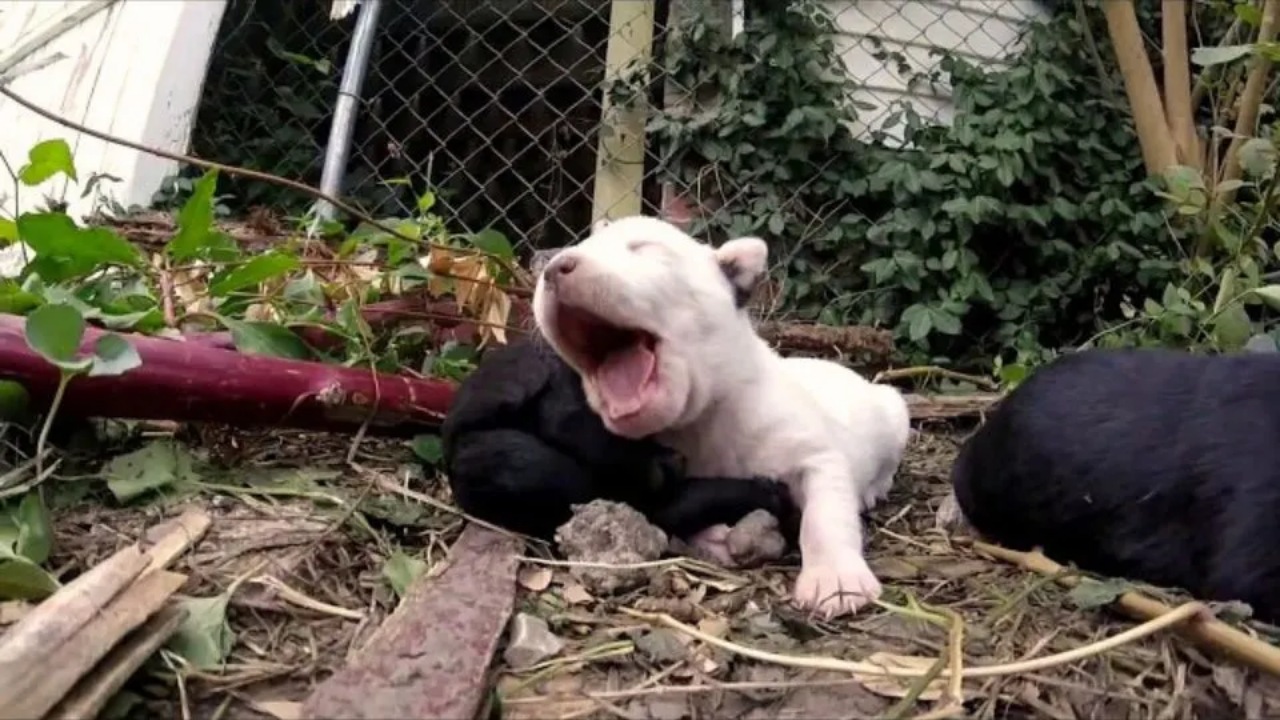 Cucciolo intrappolato salvato dai soccorritori