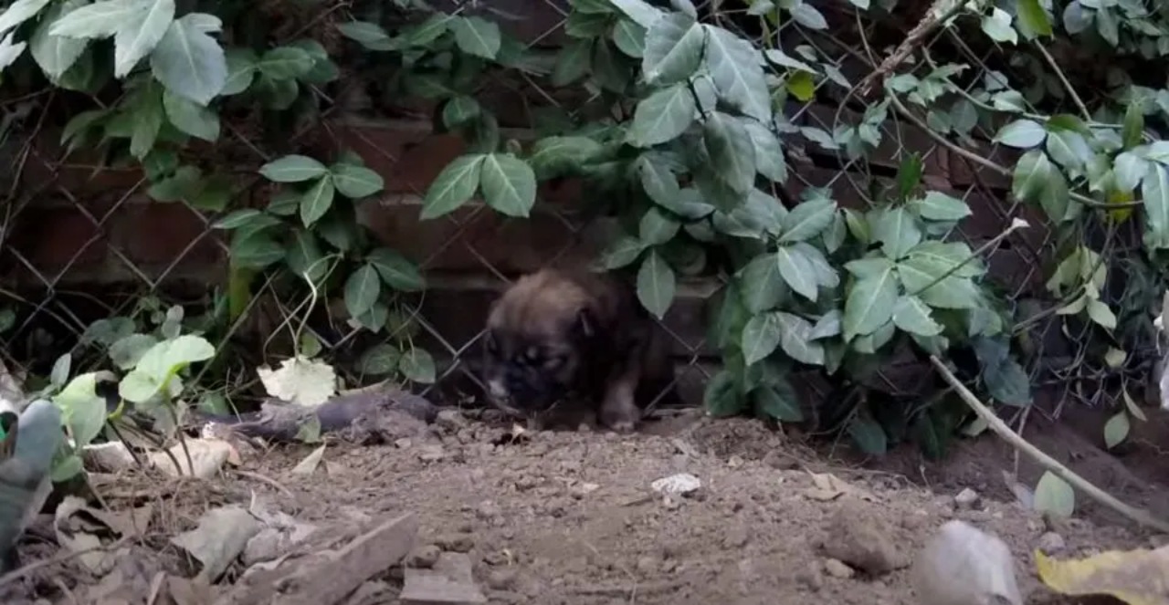 Cucciolo intrappolato salvato dai soccorritori