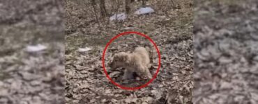 Cucciolo randagio trovato nel bosco