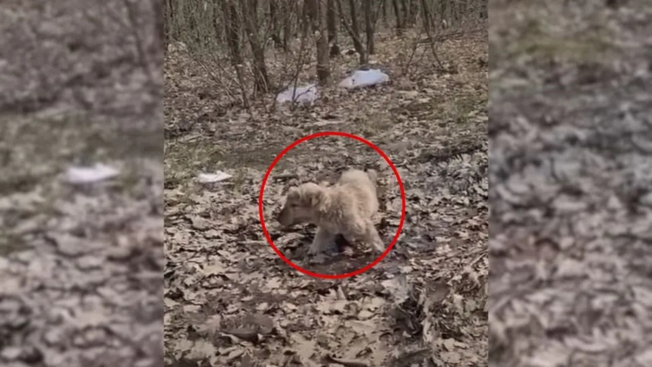 Cucciolo randagio trovato nel bosco