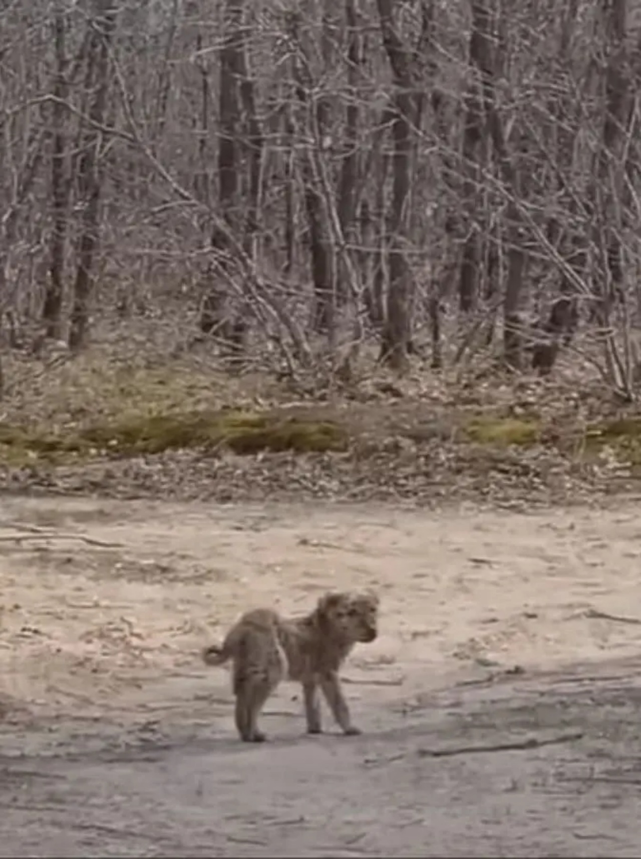 Cucciolo randagio trovato nel bosco