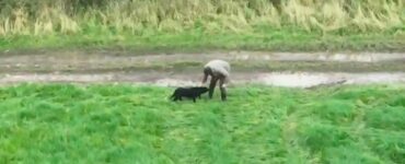 Labrador cieco ritrova il suo papà