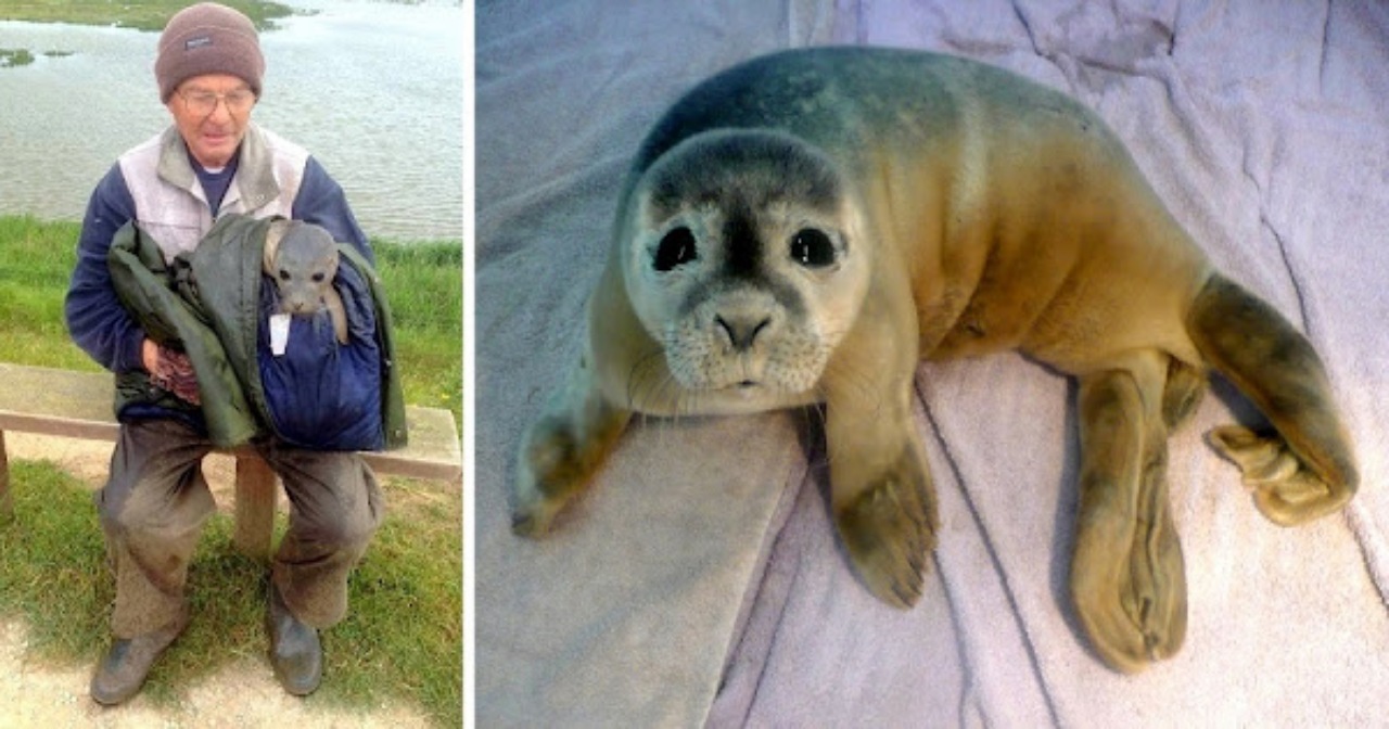 Mucche circondano una foca incastrata nel fango