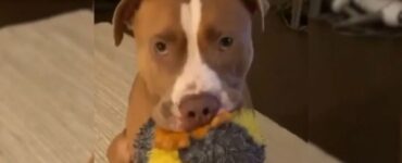 Pitbull trovato in una casa abbandonata