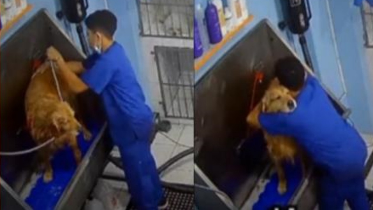 Veterinario balla con il cane