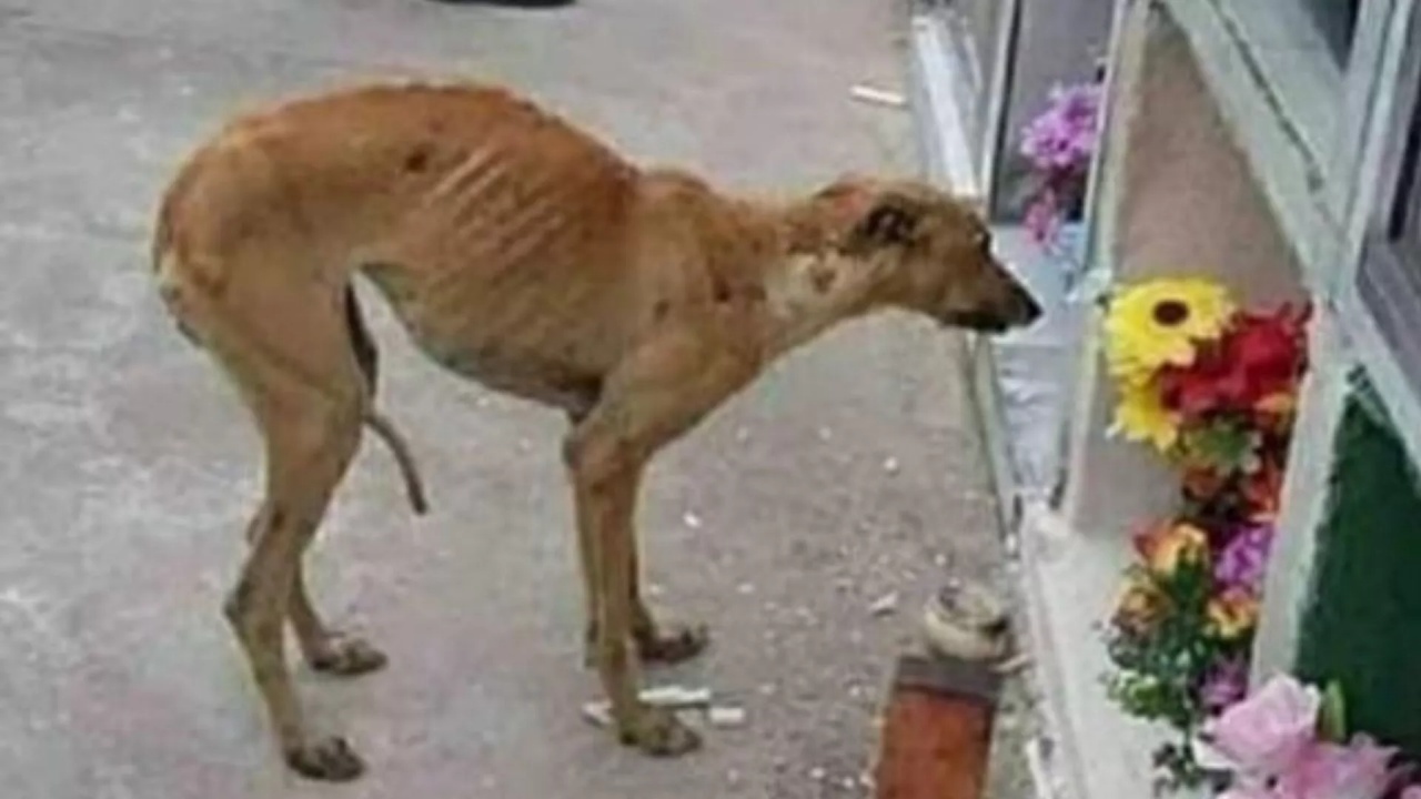 cagnolino visita tomba