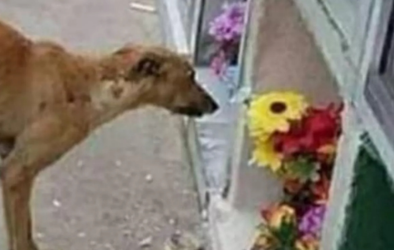 cagnolino visita padrona