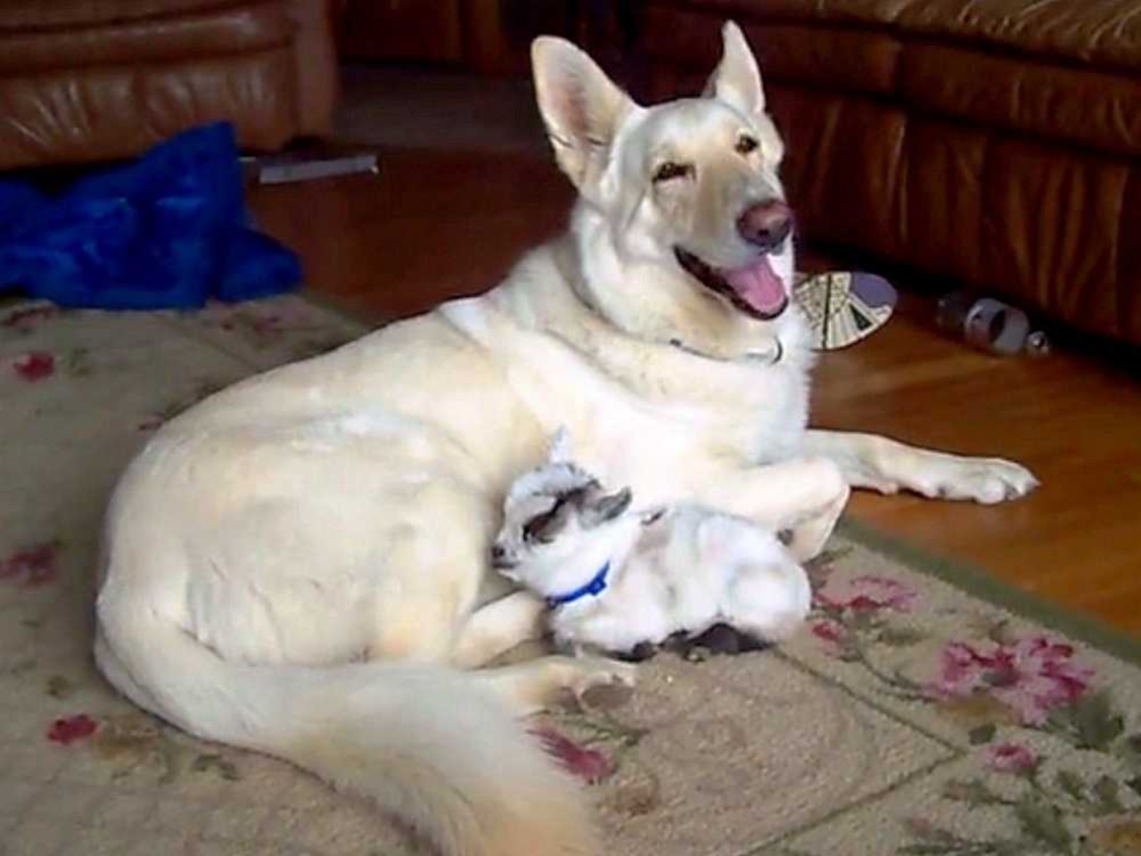 cane adotta amico