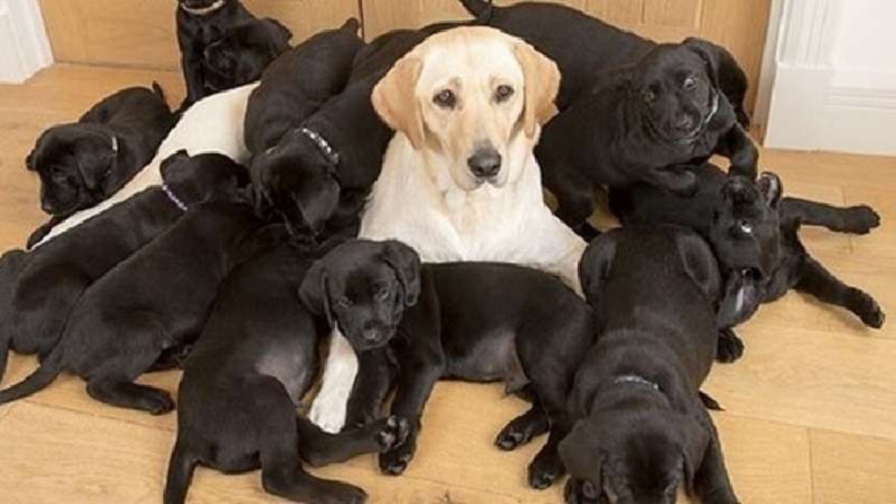 labrador bianco cuccioli