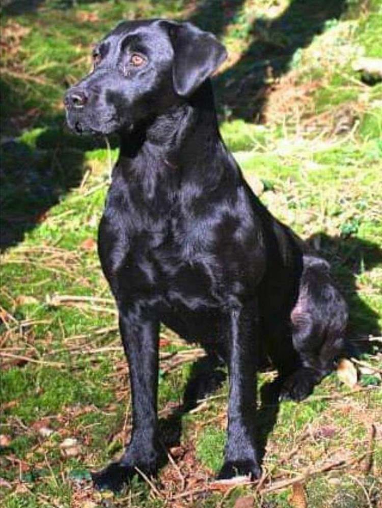 labrador bianco papà