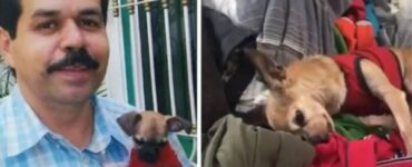 Cane si addormenta sui vestiti del suo padrone