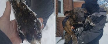 Cane sotto la neve: salvato da un vicino