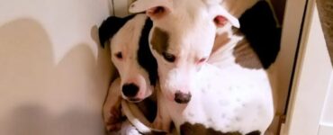 Fratelli Pitbull si ritrovano dopo 5 mesi