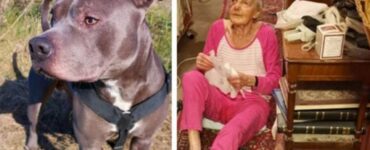 Pitbull salva la vicina di casa che era caduta