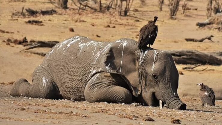 160 elefanti morti per la siccità