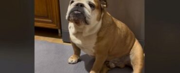 Bulldog dice no alla dieta e si lamenta con la sua mamma