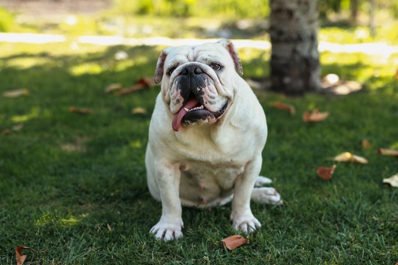 Bulldog: una breve vita per questa razza