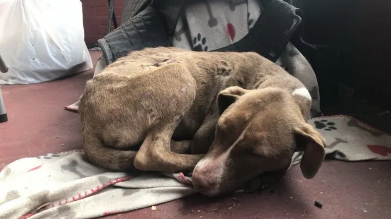 Cagnolina randagia va a dormire sotto al portico