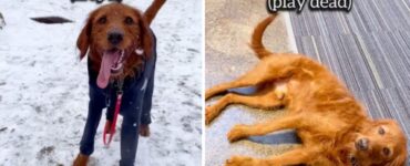 Cane risponde ai comandi di Harry Potter