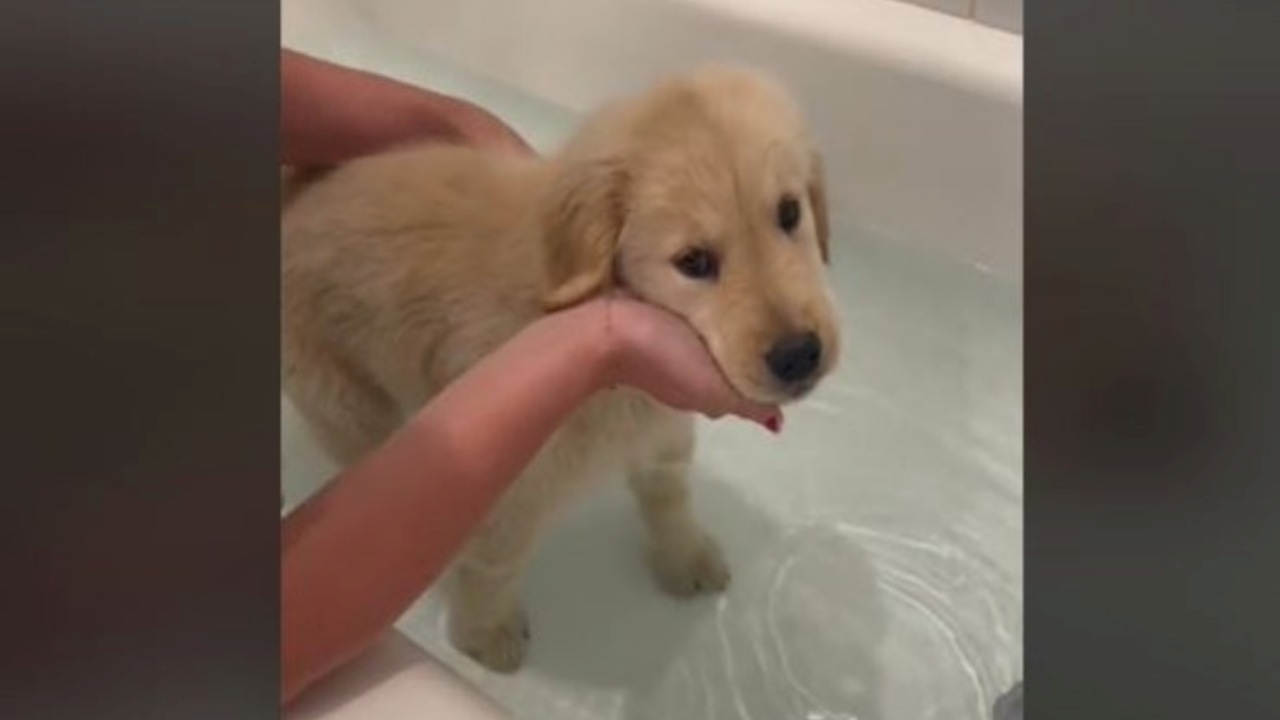 Cucciolo di Golden Retriever fa il bagnetto