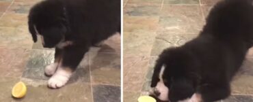 Cucciolo di Pastore Bernese prova il limone